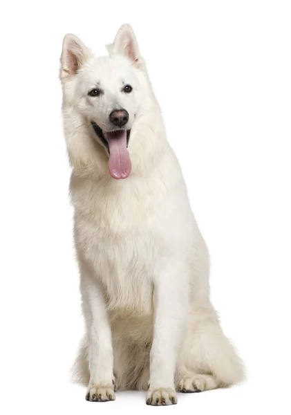 Swiss çoban köpeği, beyaz arka plan oturan 3 yıl — Stok fotoğraf