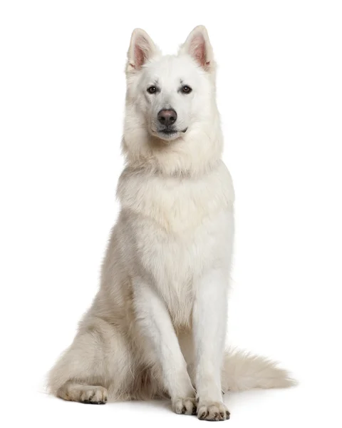 Swiss shepherd hund, 3 år, sitter framför vit bakgrund — Stockfoto