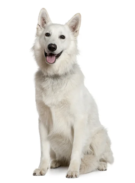 Schweizer Schäferhund, 3 Jahre, sitzt vor weißem Hintergrund — Stockfoto