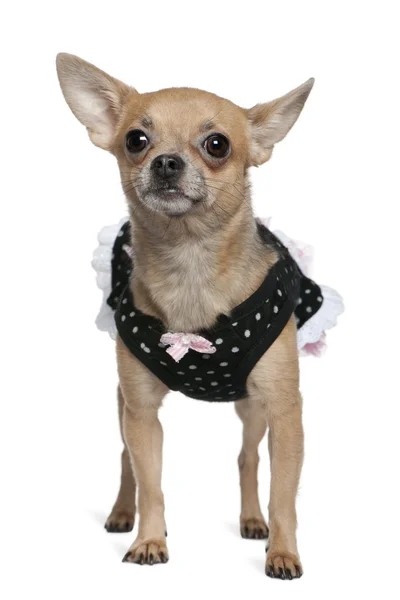 Gekleideter Chihuahua, 3 Jahre alt, steht vor weißem Hintergrund — Stockfoto
