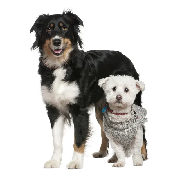 Australian Shepherd dog and Maltese dog, 3 and a half and 11 years old, in front of white background — Stock Photo, Image