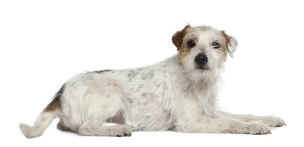 Parson Russell Terrier, 6 and a half years old, lying in front of white background — Stock Photo, Image