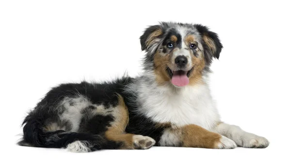 Australian Shepherd dog, 4 months old, in front of white background — Stock Photo, Image