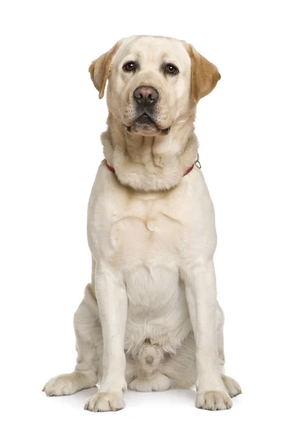 ラブラドル ・ レトリーバー犬、2 年半古い、白い背景の前に座っています。 — ストック写真
