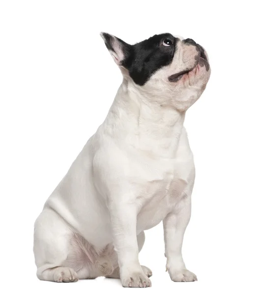 Franse bulldog, 1 en een half jaar oud, zit op witte achtergrond — Stockfoto