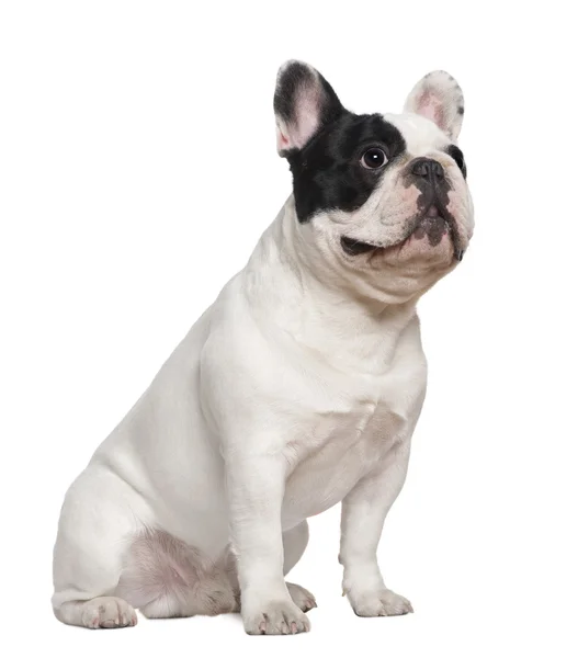 Bulldog francés, de 1 año y medio de edad, sentado frente al fondo blanco —  Fotos de Stock