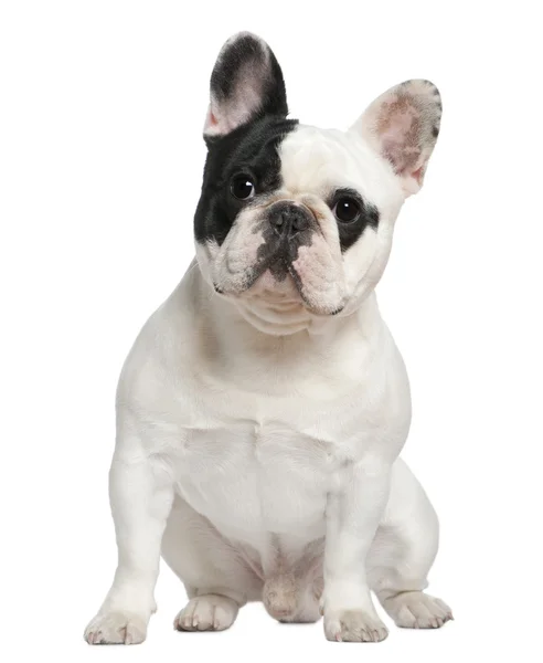 Bulldog francese, 1 anno e mezzo, seduto davanti a uno sfondo bianco — Foto Stock