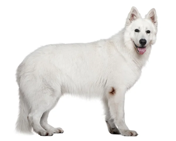 Swiss çoban köpeği, 3 yıl yaşlı, beyaz arka plan duran — Stok fotoğraf