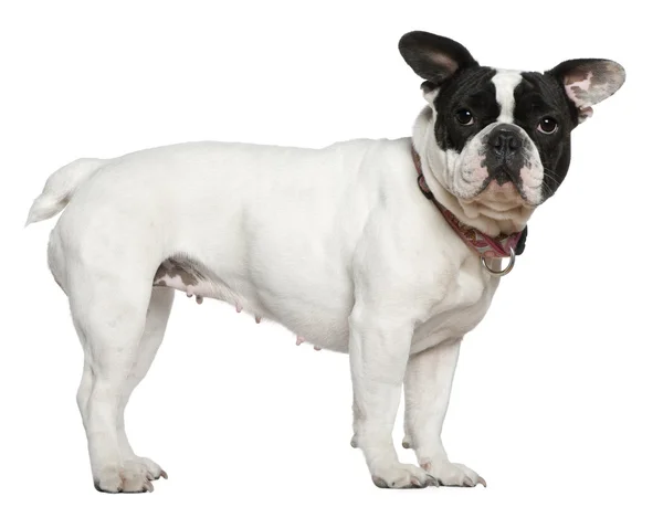 Französische Bulldogge, eineinhalb Jahre alt, steht vor weißem Hintergrund — Stockfoto