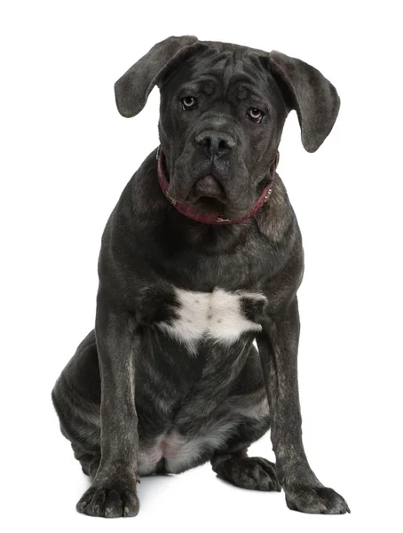 Cão de cana Corso, 7 meses, sentado em frente ao fundo branco — Fotografia de Stock