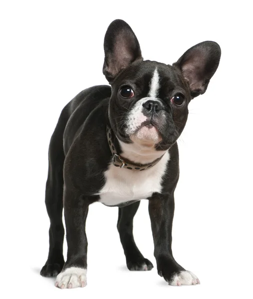 Bulldog francese, 5 mesi, in piedi di fronte a sfondo bianco — Foto Stock