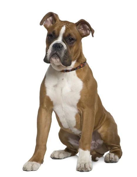 Boxer, 5 months old, sitting in front of white background — Stock Photo, Image