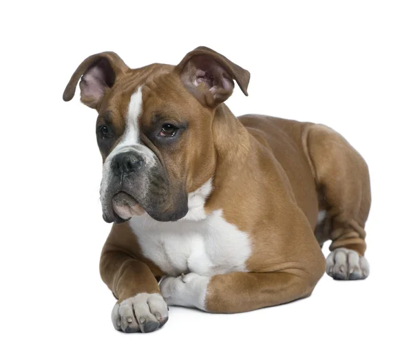 Boxer, 5 months old, lying on table in front of white background — Stock Photo, Image