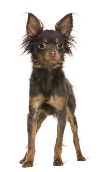 Russkiy toy pes, 1 rok starý, stojící před bílým pozadím — Stock fotografie