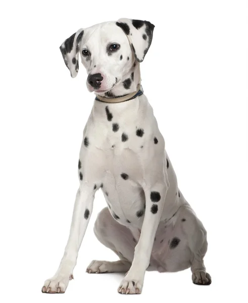 Dalmatian, 8 months old, sitting in front of white background — Stock Photo, Image