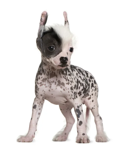Chino sin pelo cresta perro, 6 semanas de edad, de pie delante de fondo blanco — Foto de Stock