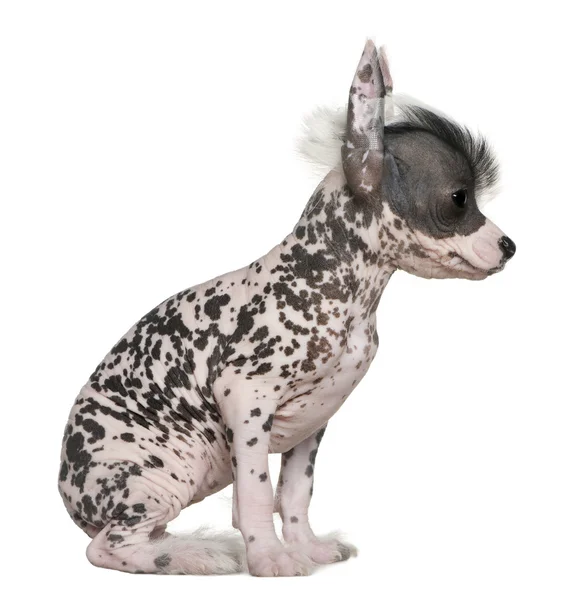 Chinese hairless crested dog, 6 weeks old, standing in front of white background — Stock Photo, Image