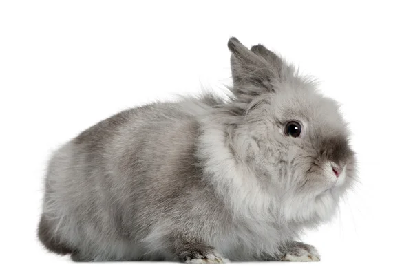 Kaninchen, 1 Jahr alt, vor weißem Hintergrund — Stockfoto
