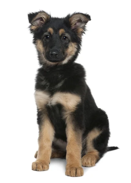 German Shepherd puppy, 3 months old, sitting in front of white background — Stock Photo, Image