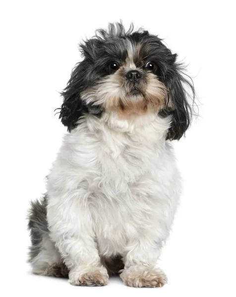 Shih Tzu, 7 years old, sitting in front of white background — Stock Photo, Image