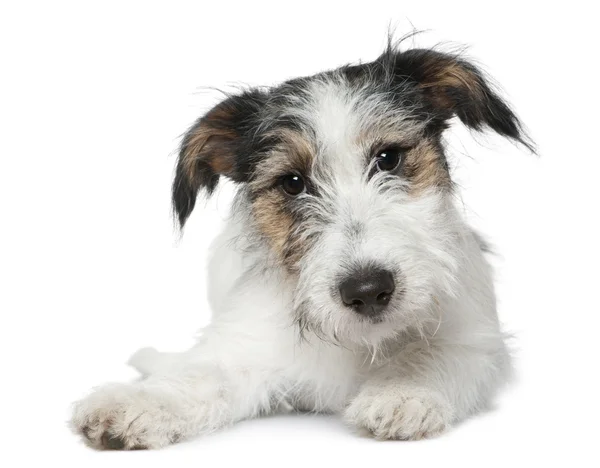 Jack Russell Terrier, 5 mesi, sdraiato davanti a uno sfondo bianco — Foto Stock