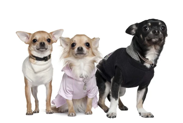 Três Chihuahuas, 1 e 3 anos, em frente ao fundo branco — Fotografia de Stock