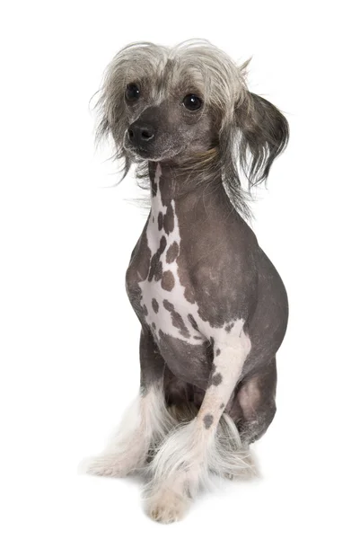 Chinese hairless crested dog, 5 years old, standing in front of white background — Stock Photo, Image