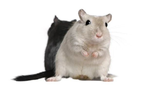 Dwa myszoskoczki, 2 lat, przed białym tle — Zdjęcie stockowe