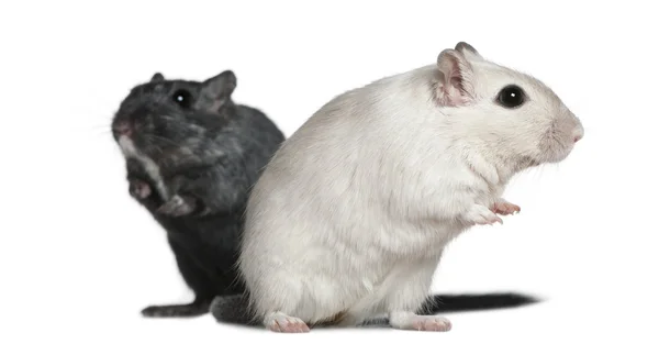 Dvě myšky, 2 roky starý, před bílým pozadím — Stock fotografie