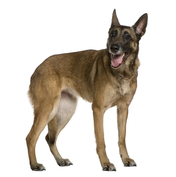 Belgian Shepherd dog, 9 years old, standing in front of white background — Stock Photo, Image