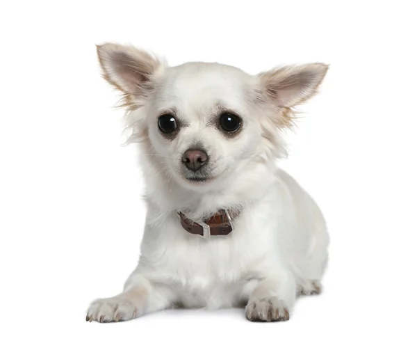 Chihuahua, 1 year old, in front of white background — Stock Photo, Image