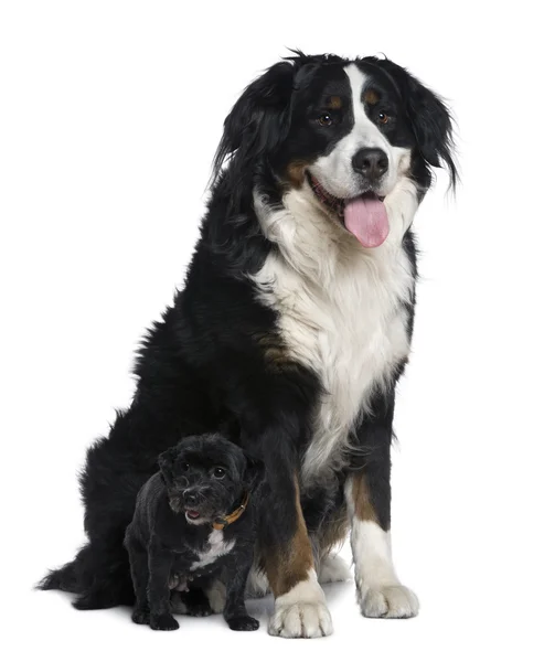 Blandad ras hund, 11 år gammal, med liten hund, sitter framför vit bakgrund — Stockfoto