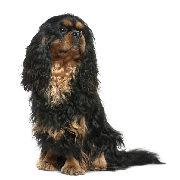 Cavalier king Charles dog, 1 year old, sitting in front of white background — Stock Photo, Image
