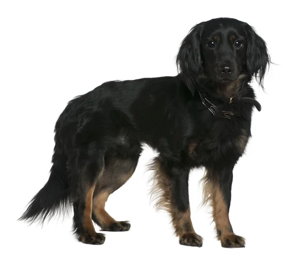 Karışık-breed köpek, 3 yıl yaşlı, beyaz arka plan duran — Stok fotoğraf