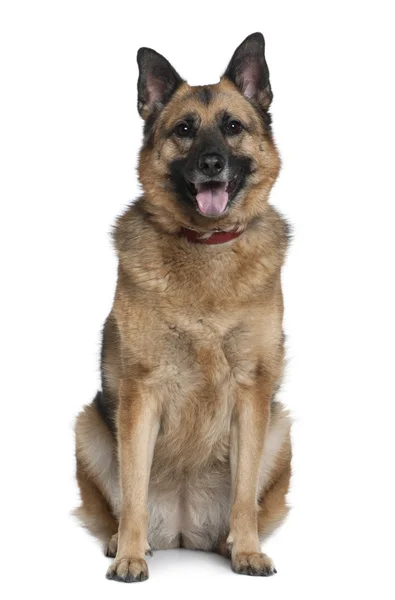 Mixed German Shepherd, 6 years old, sitting in front of white background — Stock Photo, Image