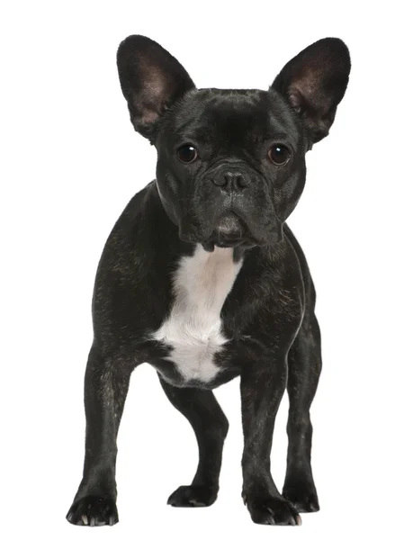 Französische Bulldogge, eineinhalb Jahre alt, steht vor weißem Hintergrund — Stockfoto