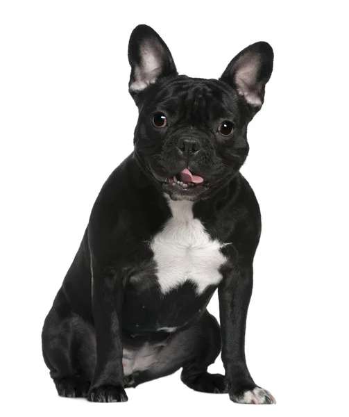French Bulldog, 2 Years old, sitting in front of white background — Stock Photo, Image