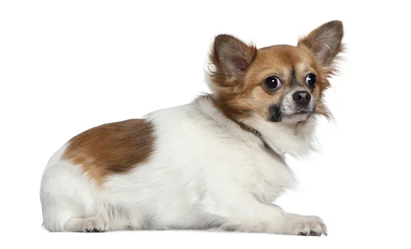 Chihuahua, 16 months old, lying in front of white background — Stock Photo, Image