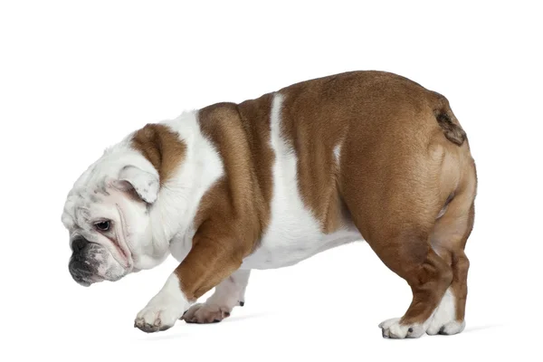 Inglês bulldog, 19 meses, de pé em frente ao fundo branco — Fotografia de Stock