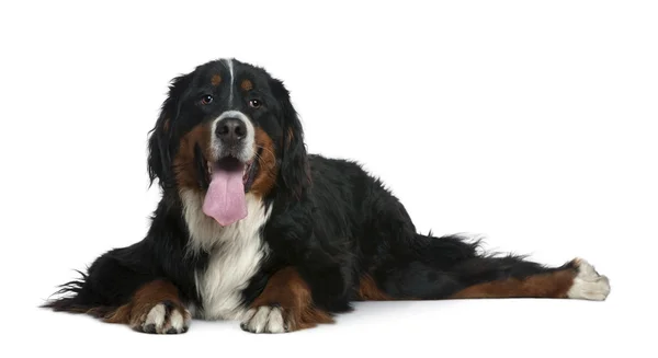 Bernese mountain dog, 2 years old, lying in front of white background — Stock Photo, Image