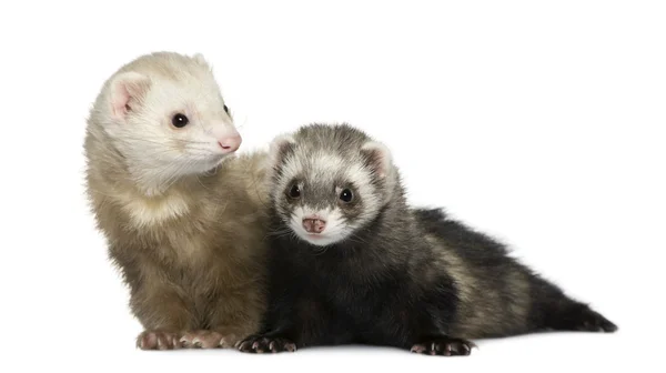 Two ferrets, 1 year old and 18 months old, in front of white background — Stock Photo, Image