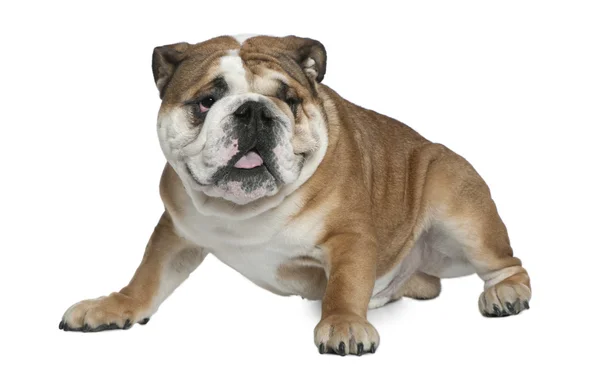 Engels bulldog, 1 en een half jaar oud, zit op witte achtergrond — Stockfoto