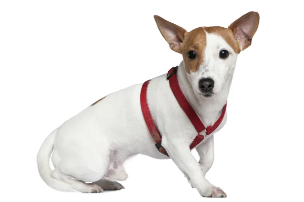 Jack Russell Terrier im Halsband, 2 Jahre alt, sitzt vor weißem Hintergrund — Stockfoto