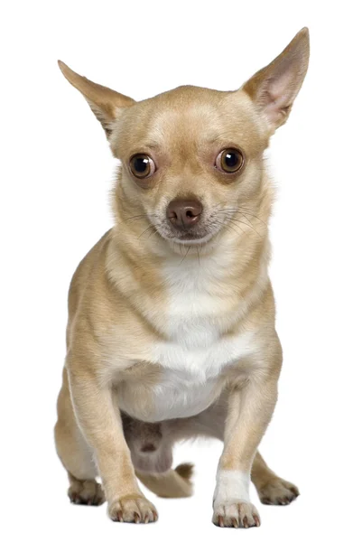 Chihuahua, 2 éves, előtt ülő fehér háttér — Stock Fotó