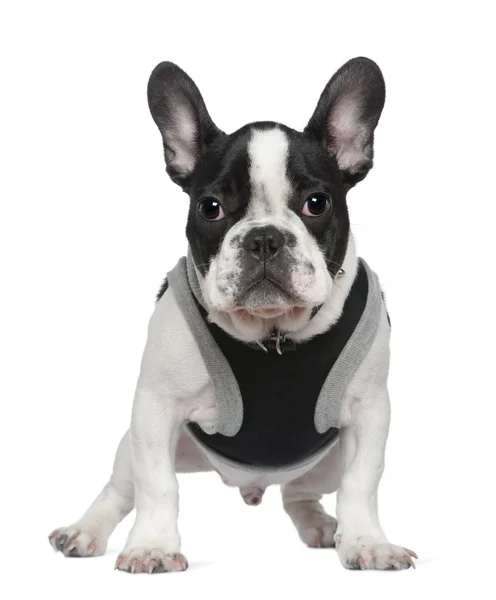 French bulldog puppy, 5 months old, in front of white background — Stock Photo, Image