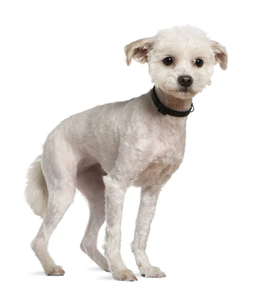 Bichon frise, 5 years old, standing in front of white background — Stock Photo, Image