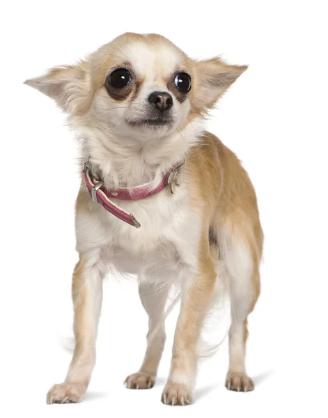 Chihuahua, 1 anno, in piedi di fronte a sfondo bianco — Foto Stock