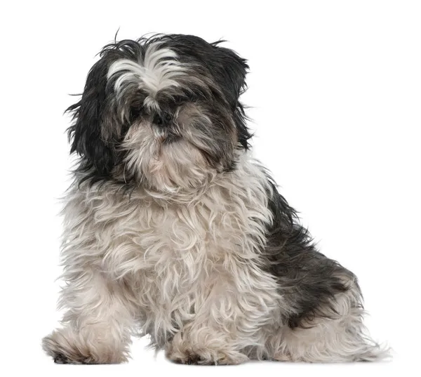 Shih Tzu, 3 years old, sitting in front of white background — Stock Photo, Image