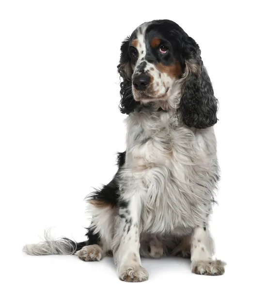 English Cocker spaniel, 4 years old, sitting in front of white background — Stock Photo, Image