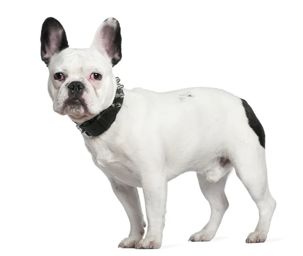 French bulldog, 10 months old, standing in front of white background — Stock Photo, Image